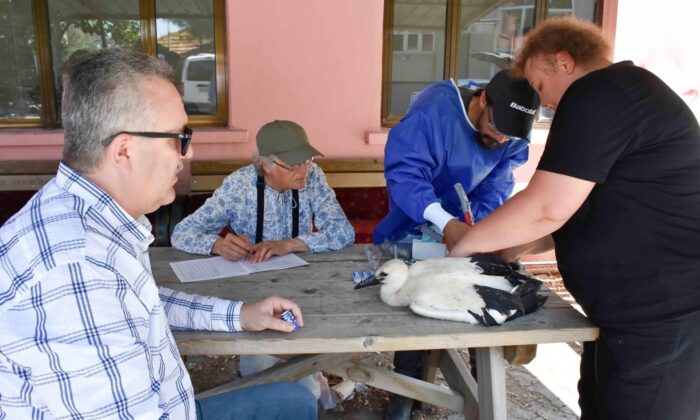 Yaren Leylek ve yavruları artık uydudan takip edilecek