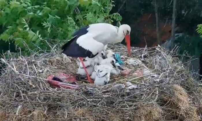 Yaren leyleliğin anne yüreği