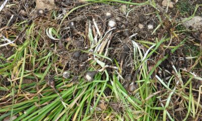 Yasa dışı göl soğanı sökümüne 80 bin 465 TL ceza