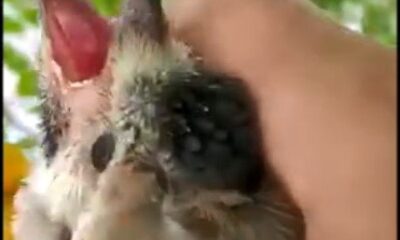 Yavru alakarganın imdadına itfaiye ekipleri yetişti