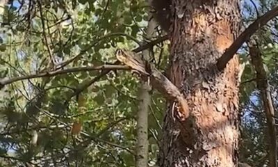 Yavru ayı orman işletme ekiplerini görünce korkudan ağaca böyle tırmandı