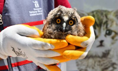 Yavru baykuş emin ellerde