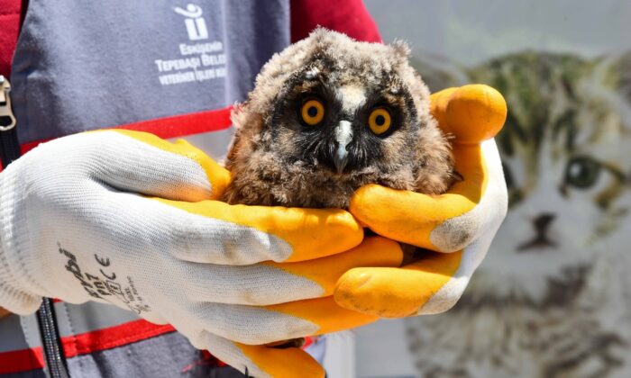 Yavru baykuş emin ellerde