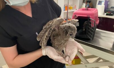 Yavru baykuşa Milli Parklar ekipleri sahip çıktı