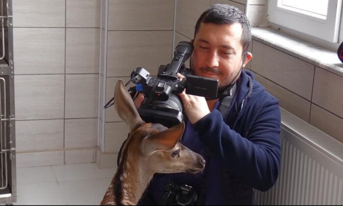 Yavru geyiğin kamera sevgisi