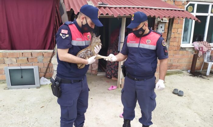 Yavru karacaya jandarma sahip çıktı