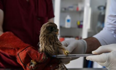 Yavru kerkenez tedavi altına alındı