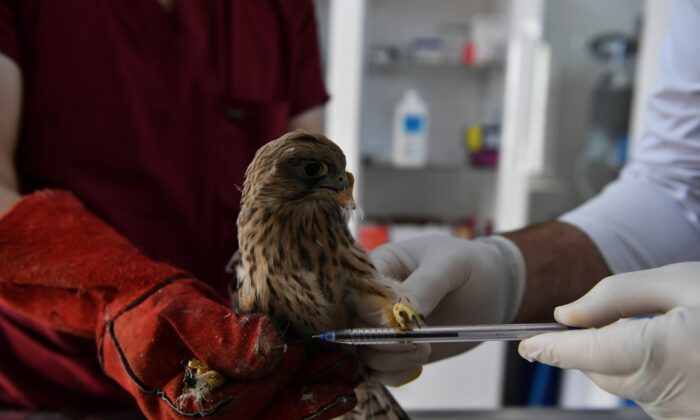 Yavru kerkenez tedavi altına alındı