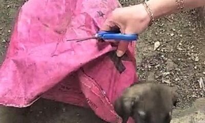 Yavru köpeği çuvala koyup, ağzını sıkı sıkıya bağladılar