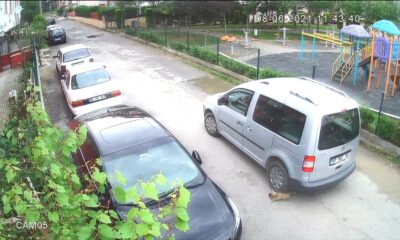 Yavru köpeği ezen sürücü cezasız kalmadı