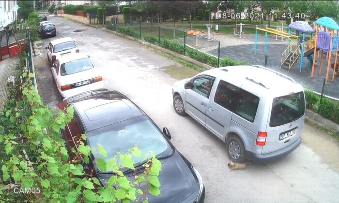 Yavru köpeği ezen sürücü cezasız kalmadı