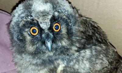 Yavru kulaklı orman baykuşu tedavi altına alındı