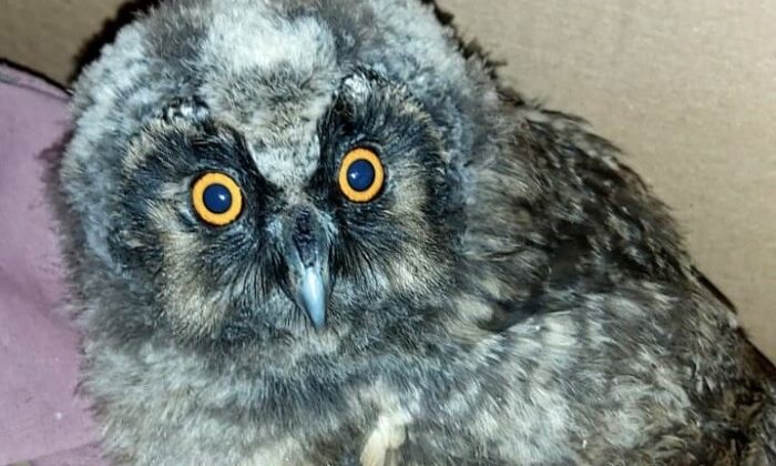 Yavru kulaklı orman baykuşu tedavi altına alındı