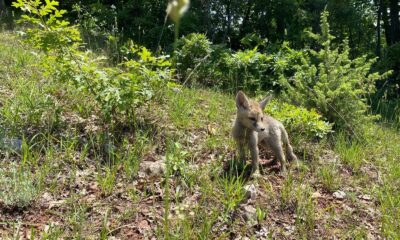 Yavru tilkiler doğal yaşam alanlarına bırakıldı