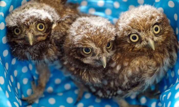 Yavru yaban hayvanları Çanakkale’de emin ellerde