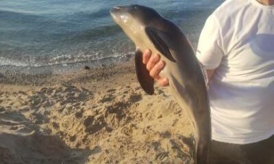 Yavru yunus ölü halde karaya vurdu