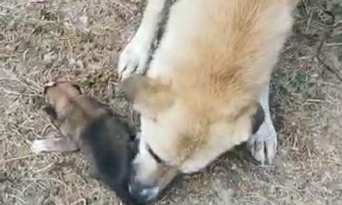 Yavruları kurtarılana kadar başlarında bekledi