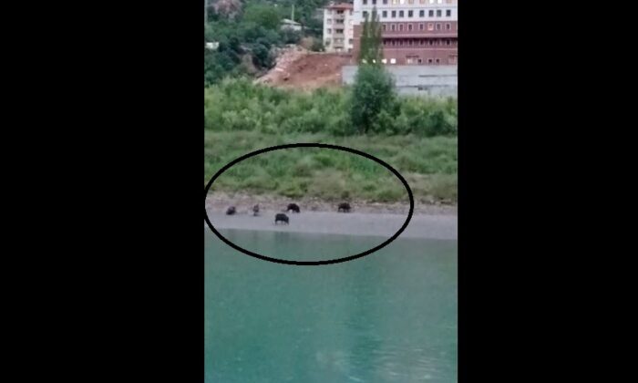 Yavrularında bulunduğu domuz sürüsü ilçeye indi