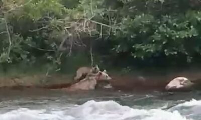 Yavrusu çayı geçemeyince anne ayı da geri döndü