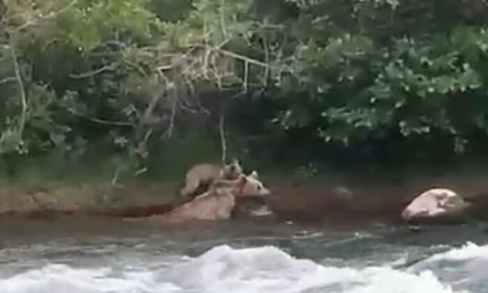 Yavrusu çayı geçemeyince anne ayı da geri döndü