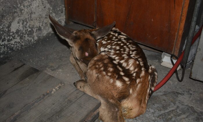 Yaylada bitkin halde buldukları geyik yavrusunu biberonla beslediler
