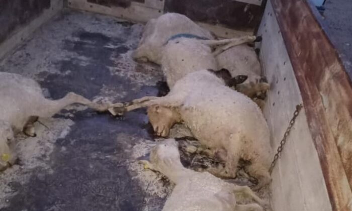 Yaylada doluya yakalanan sürüdeki 18 koyun telef etti