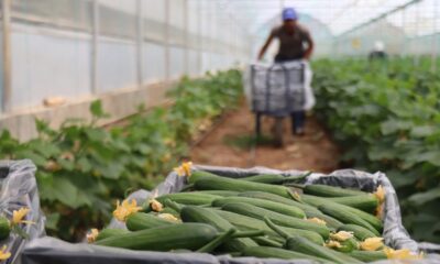 Yeni trend yayla seracılığında ilk salatalık hasadı yapıldı