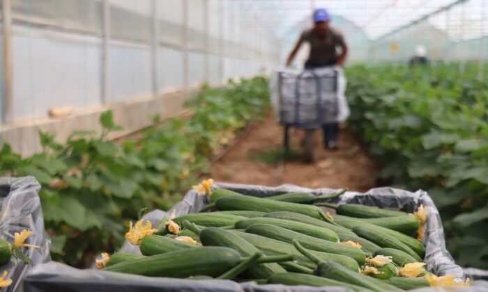 Yeni trend yayla seracılığında ilk salatalık hasadı yapıldı