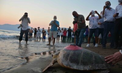 Yeşil Deniz Kaplumbağası ‘Talay’ tedavisinin ardından uydudan izlenecek