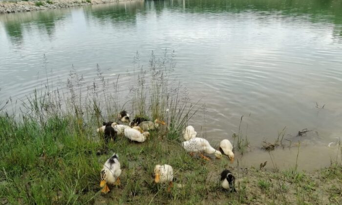 Yeşil Göl’e ördek yavruları bırakıldı