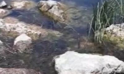 Yılan balığı yutmaya çalıştı, çeken vatandaşın diyalogları gülümsetti