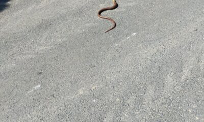 Yılan değil, kertenkele