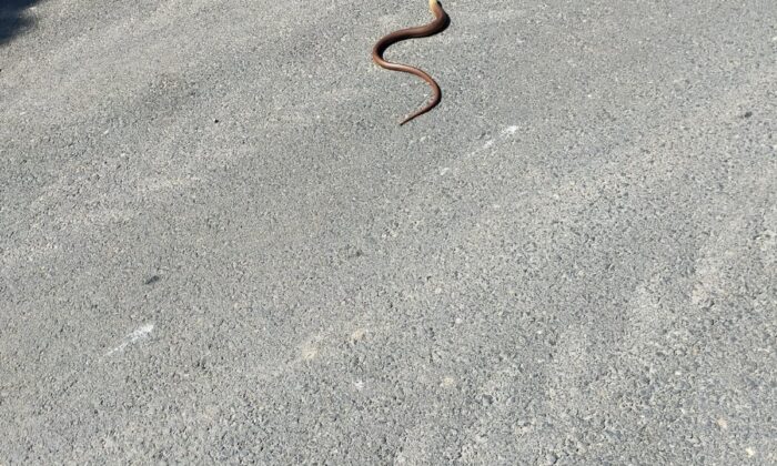 Yılan değil, kertenkele