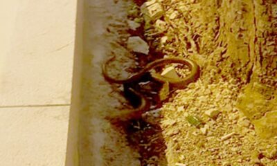 Yılan zannedilip öldürüldü