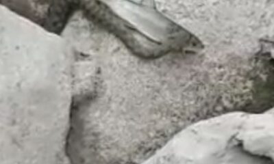 Yılanın balık avı görüntülendi