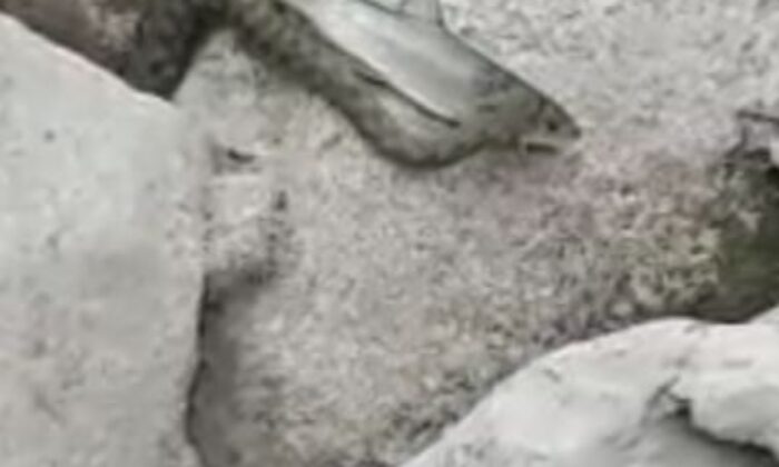 Yılanın balık avı görüntülendi