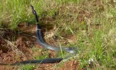 Yılanların dansı kamerada