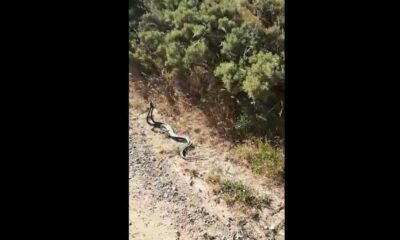 Yılanların dansı kamerada