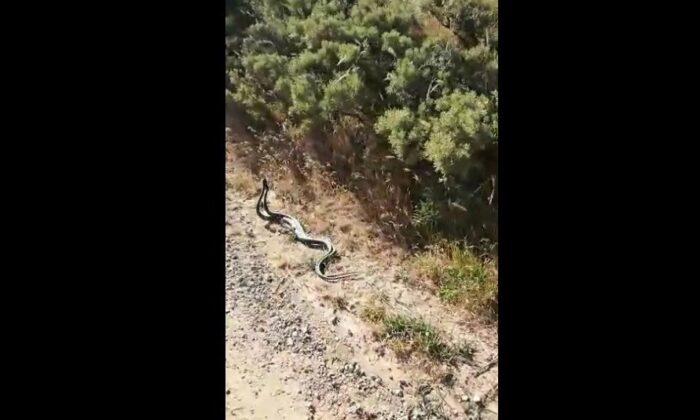 Yılanların dansı kamerada