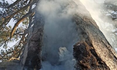 Yıldırım düşen asırlık çam ağacı 3 gündür yanıyor