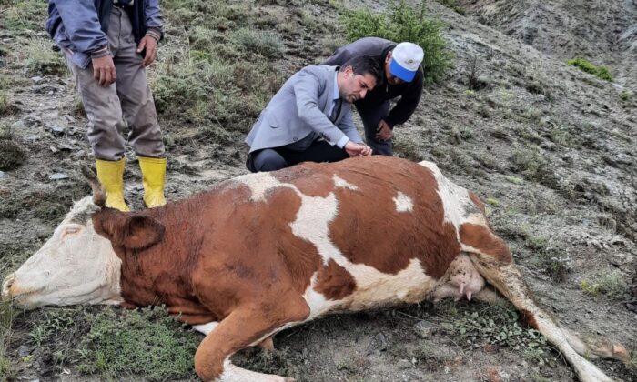 Yıldırım düştü, iki ineğinden biri telef oldu