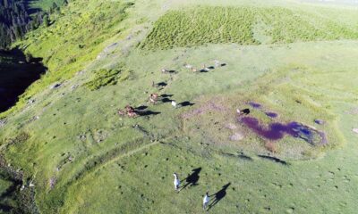 Yılkı atları havadan görüntülendi