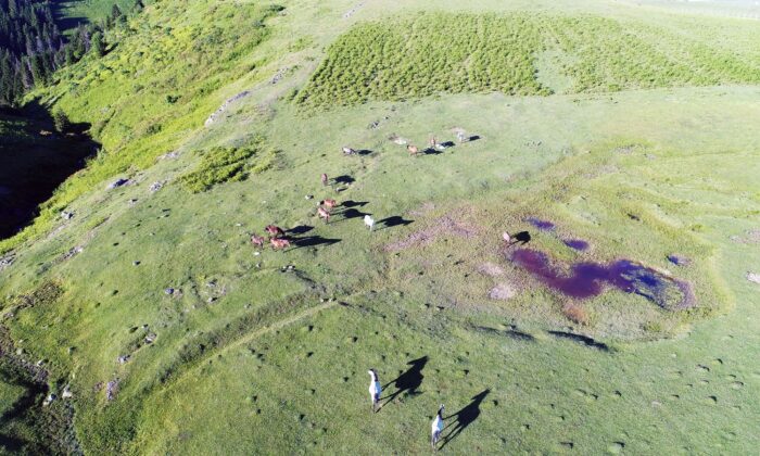 Yılkı atları havadan görüntülendi