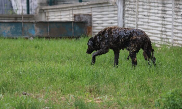 Yol kenarına dökülen zifte bulanan köpek 3.5 saatte kurtarıldı