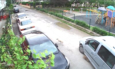 Yolda oynayan yavru köpeği ezip yoluna devam etti