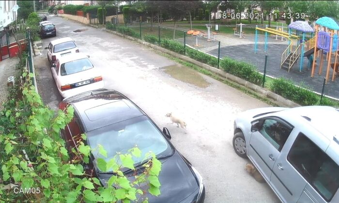 Yolda oynayan yavru köpeği ezip yoluna devam etti