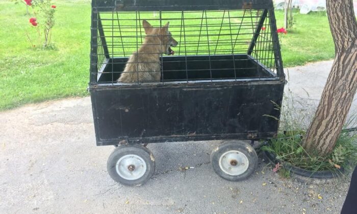 Yorgun ve bitkin düşen kurt şehre indi