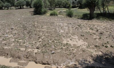 Yozgat’ta etkili olan sel ekili alanlara zarar verdi