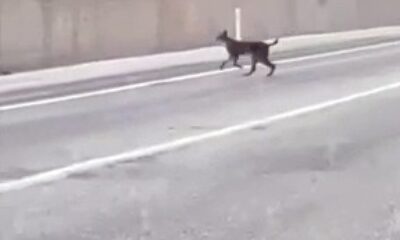 Yozgat’ta kara yoluna inen vaşak görüntülendi