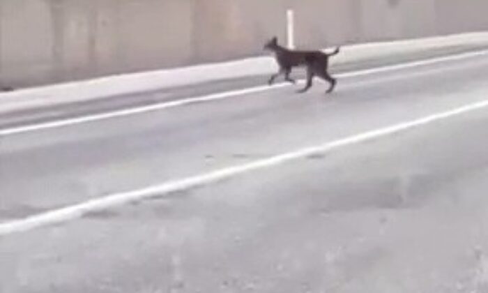 Yozgat’ta kara yoluna inen vaşak görüntülendi